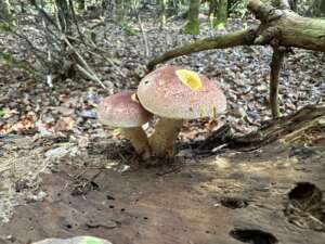 Purpurfilziger Holzritterling
