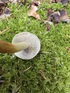 Rauchblättriger Schwefelkopf