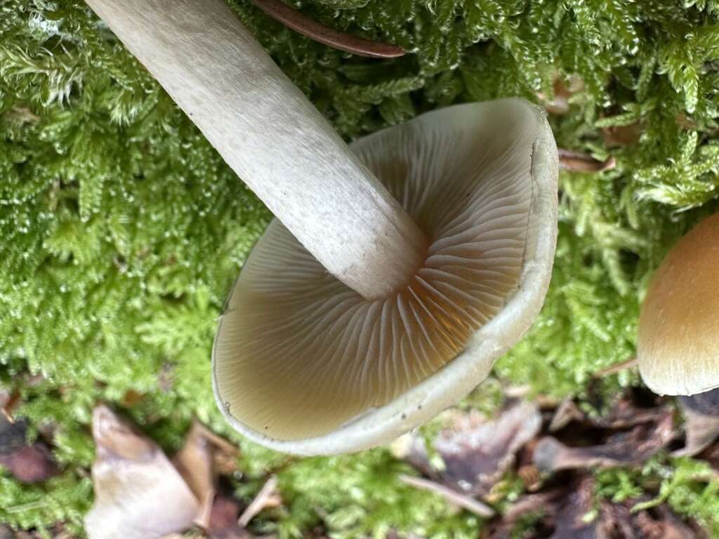 Graue, „rauchige“ Lamellen