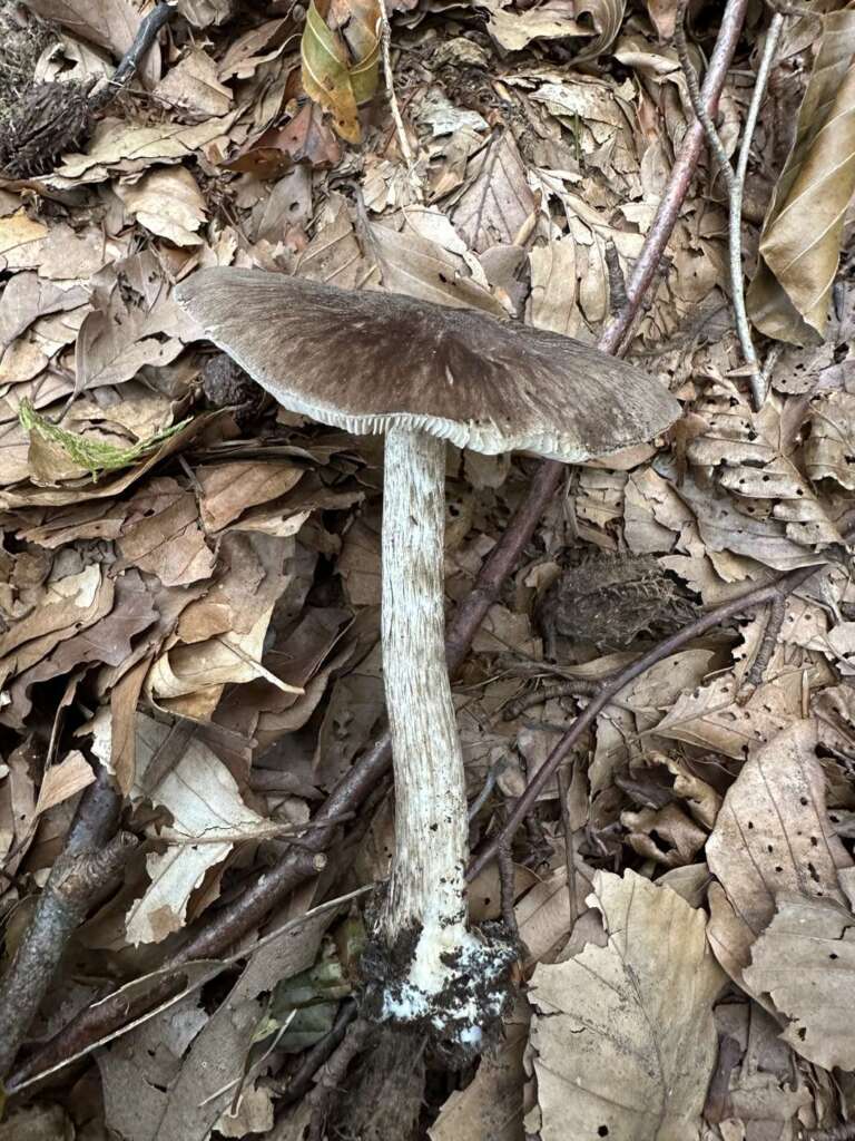 Fruchtkörper auf Laubholz