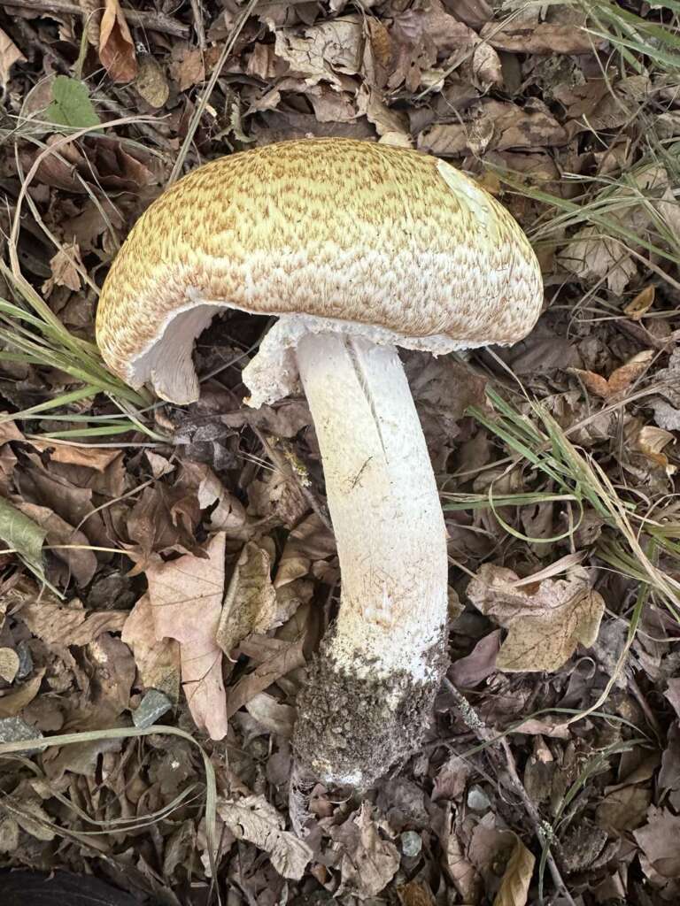 Großer Fruchtkörper mit goldbraunen Schuppen