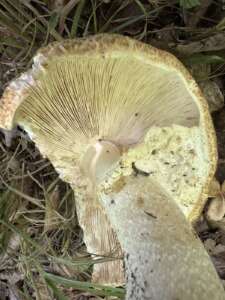 Riesenchampignon
