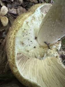 Riesenchampignon