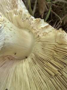 Riesenchampignon