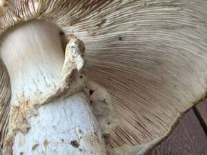 Riesenchampignon