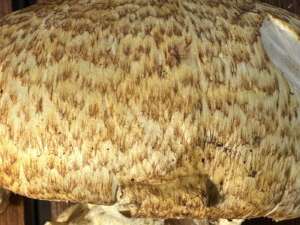 Riesenchampignon