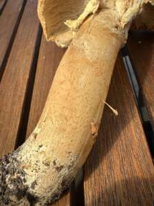 Riesenchampignon