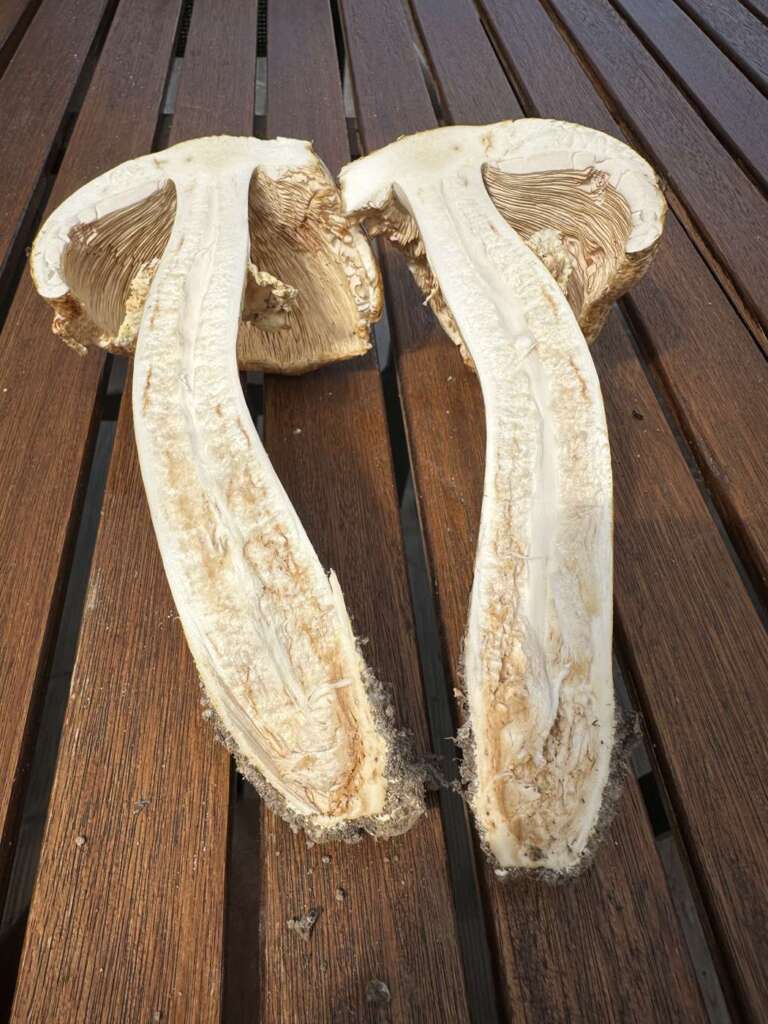 Längsschnitt