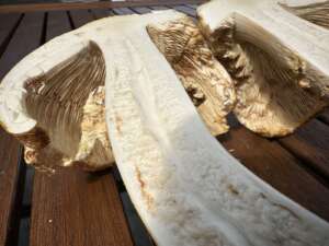 Riesenchampignon