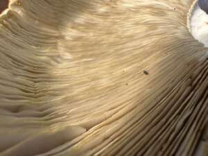 Riesenchampignon