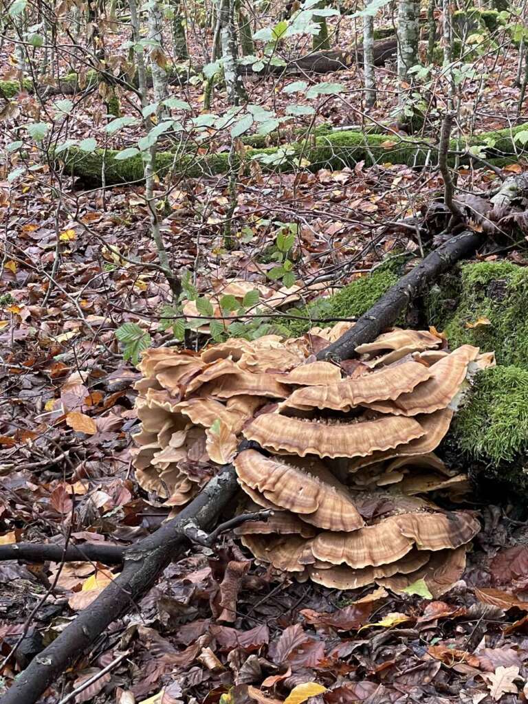 Am Buchenstumpf