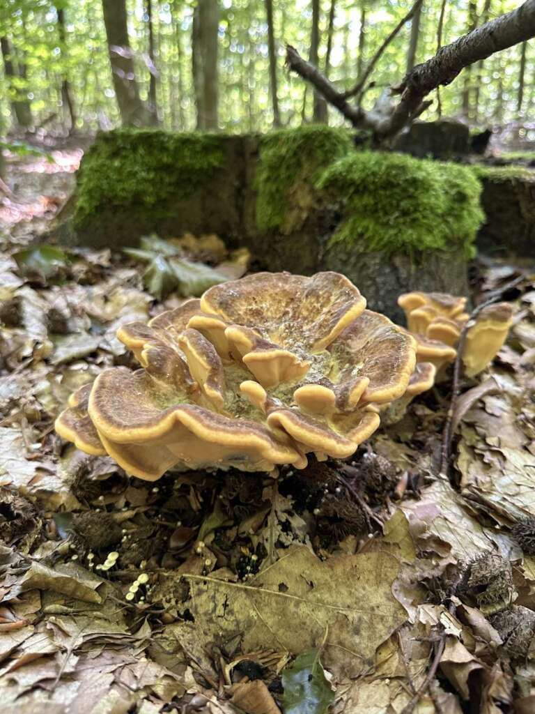 Große Fruchtkörper-Rosette am Stumpf