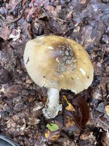 Riesenscheidenstreifling