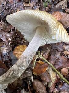 Riesenscheidenstreifling