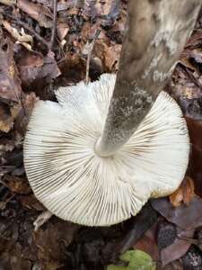 Riesenscheidenstreifling