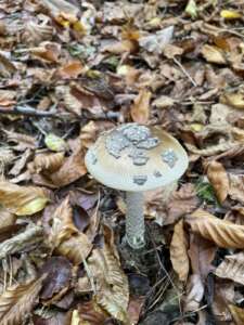Riesenscheidenstreifling