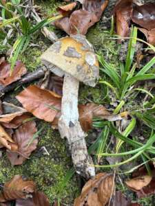 Riesenscheidenstreifling