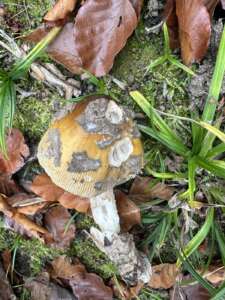 Riesenscheidenstreifling