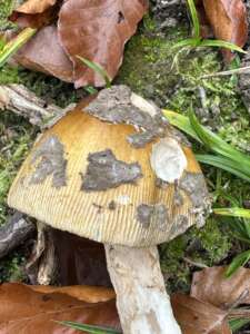 Riesenscheidenstreifling
