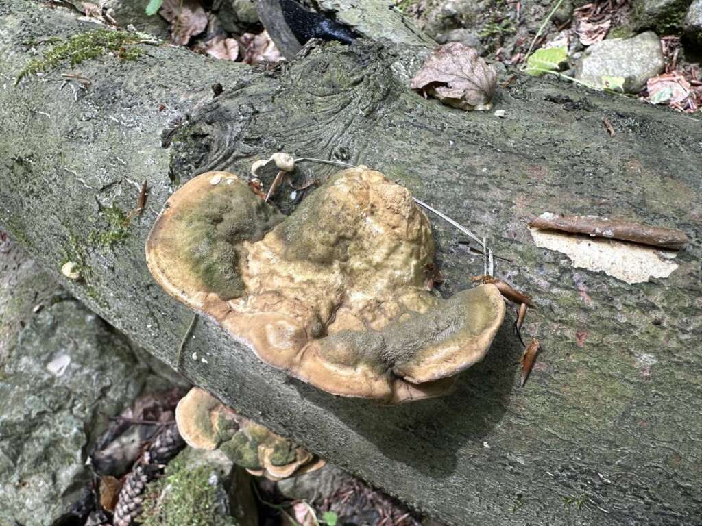Konsole auf Laubholz