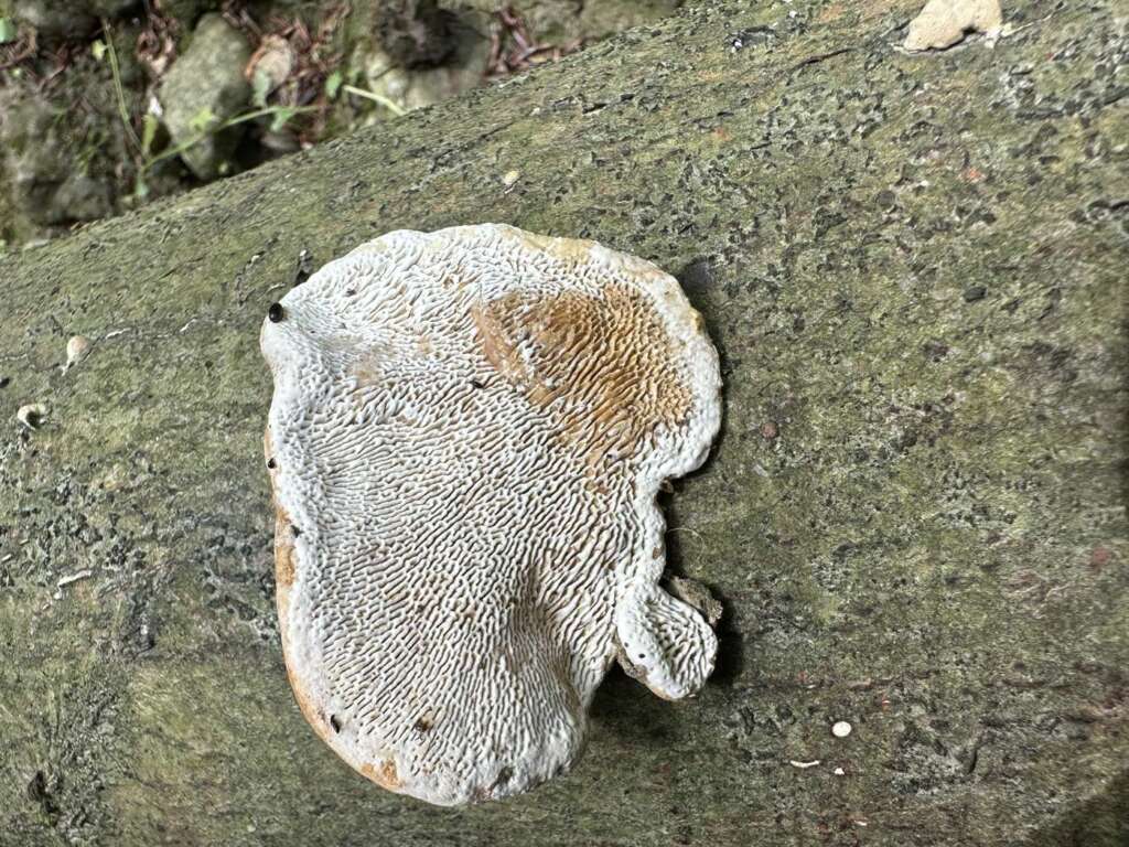 Unterseite