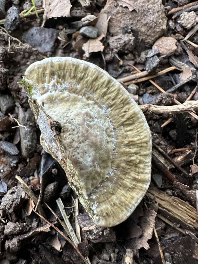 Gezonte Oberseite