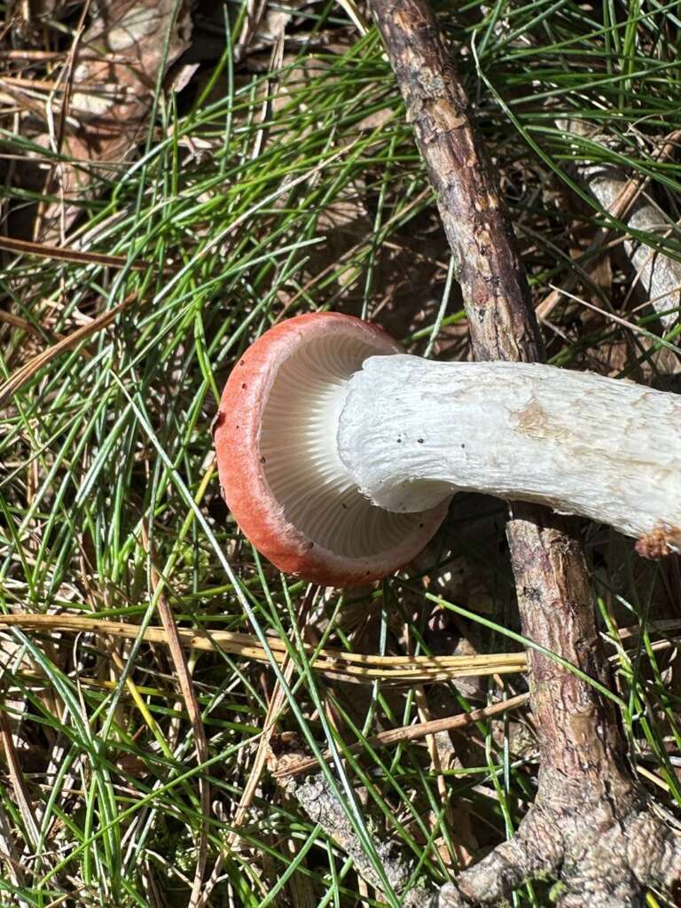 Herablaufende Lamellen