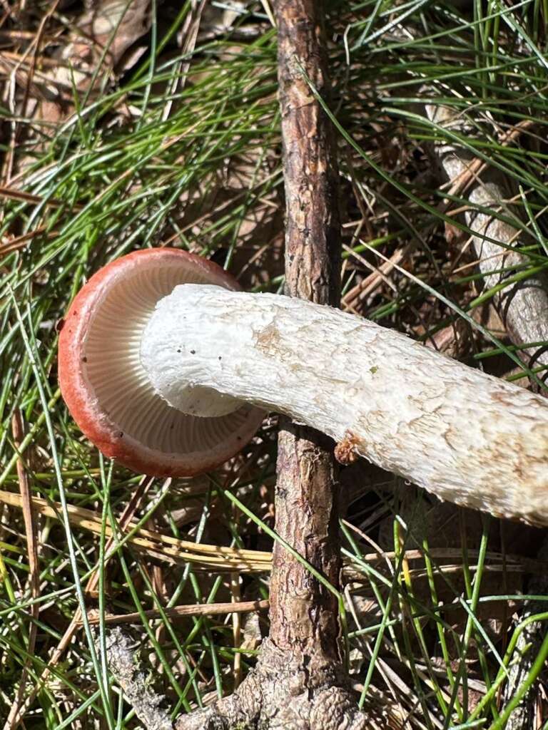 Rosenroter Gelbfuß