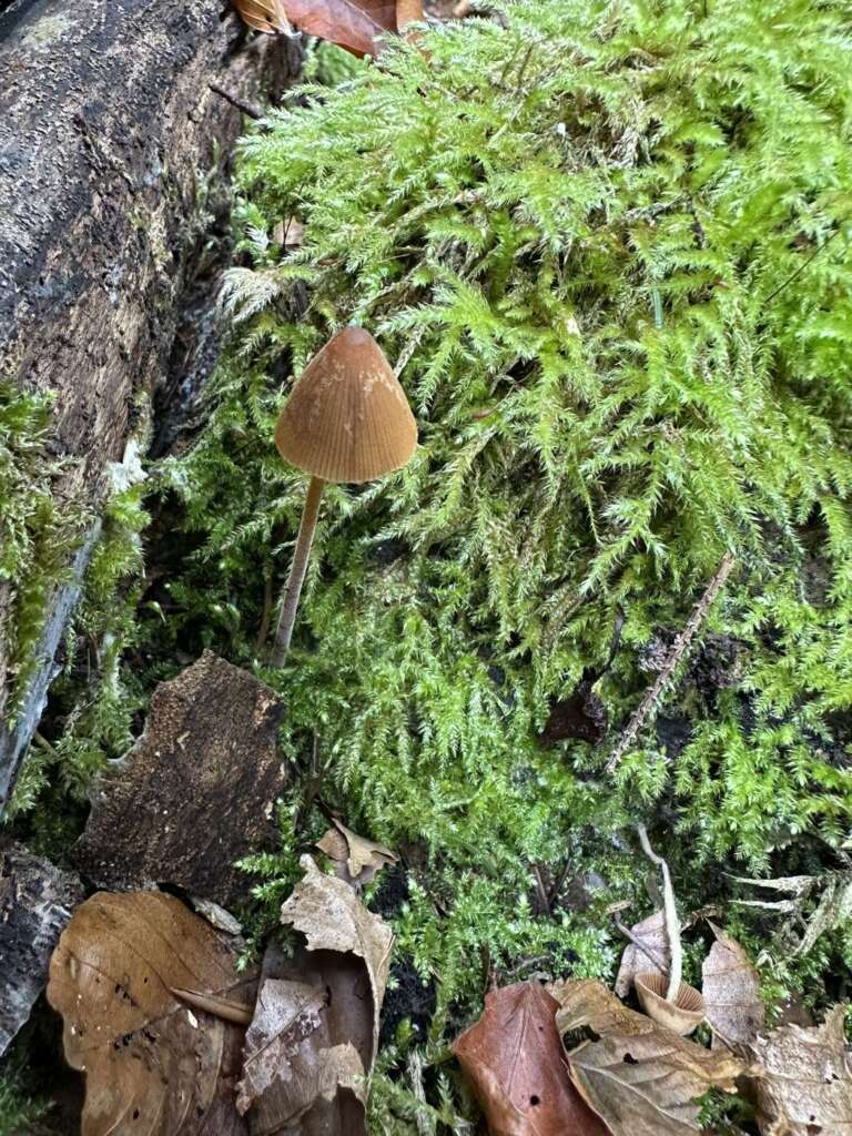 Fruchtkörper im Moos