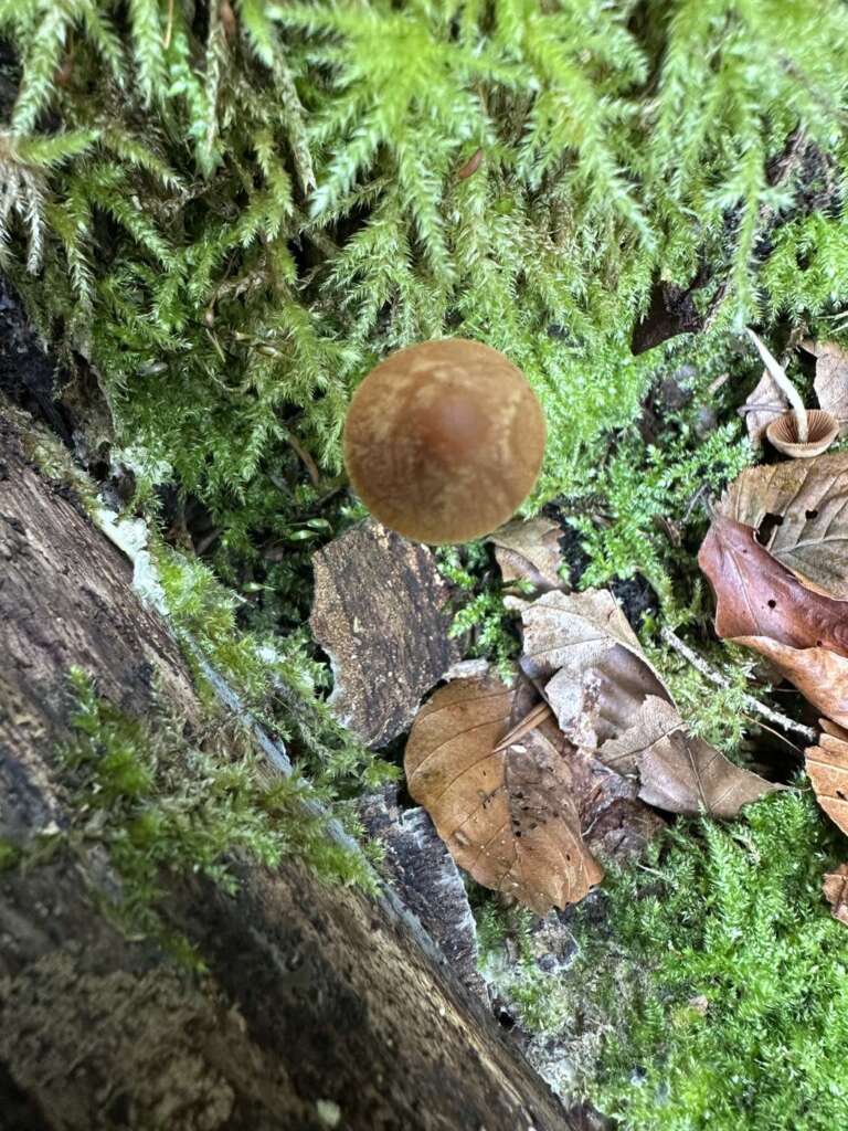 Roststieliges Samthäubchen