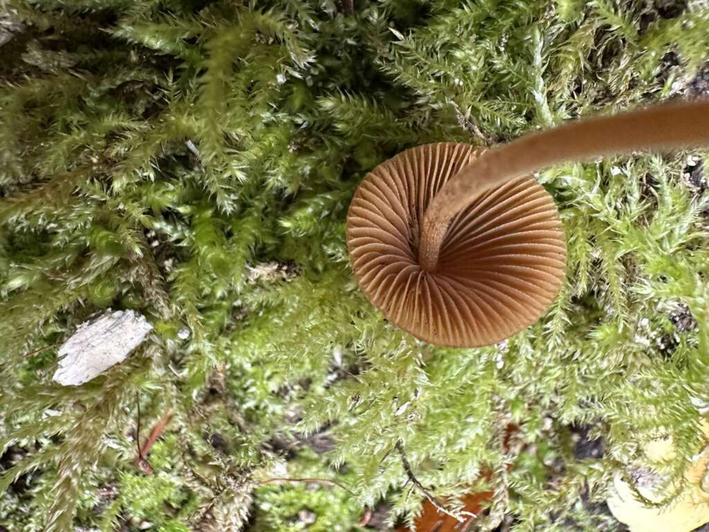 Rostbraune Lamellen