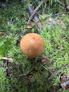 Rotbrauner Scheidenstreifling