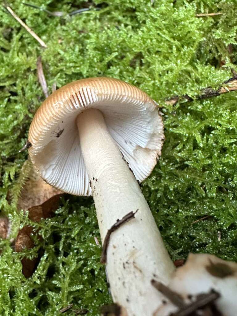 Freie Lamellen