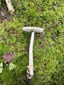Rotbrauner Scheidenstreifling