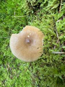 Rotbrauner Scheidenstreifling