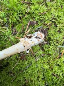 Rotbrauner Scheidenstreifling