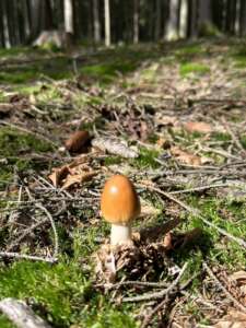 Rotbrauner Scheidenstreifling
