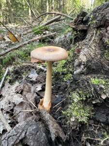 Rotbrauner Scheidenstreifling