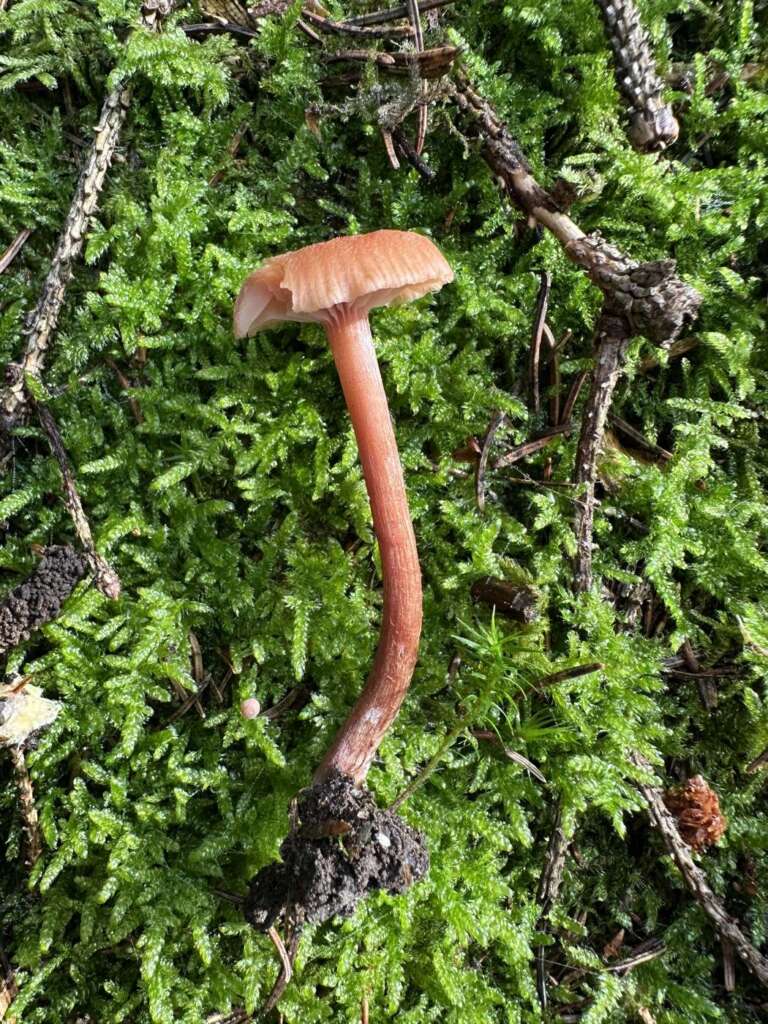 Fleischroter Fruchtkörper