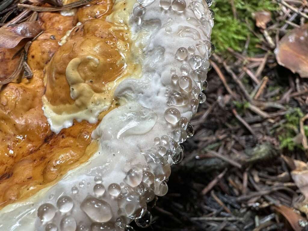 Guttationstropfen am Zuwachsrand