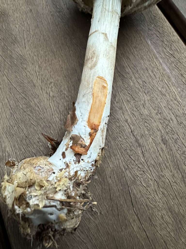 Stielbasis im Anschnitt safranfarben