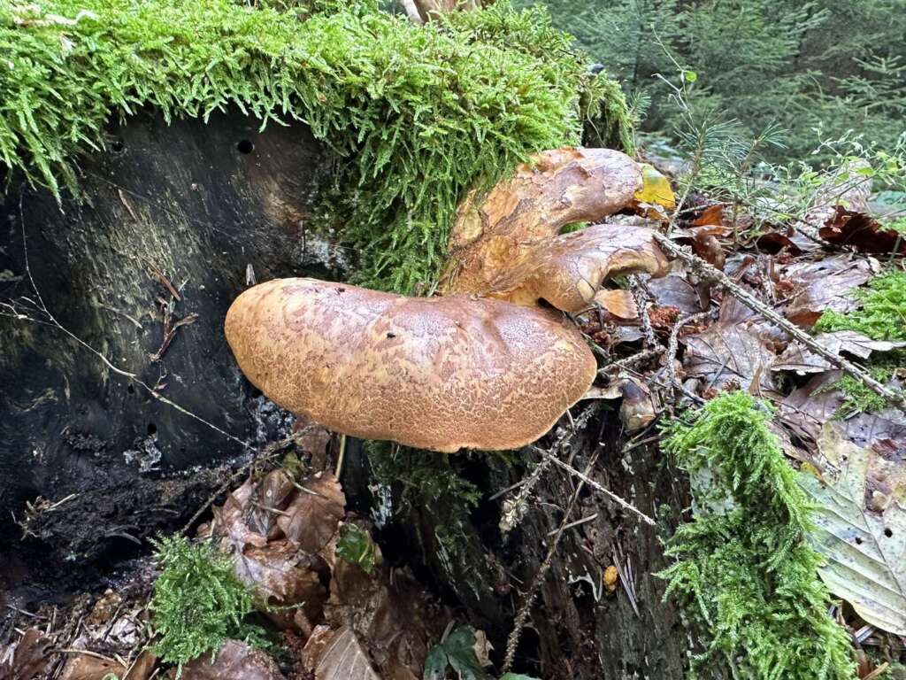 Am Nadelholzstumpf
