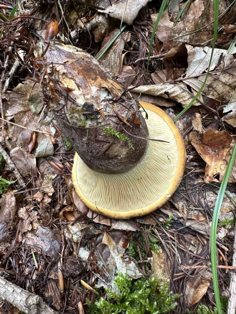 Gelbliche Lamellen