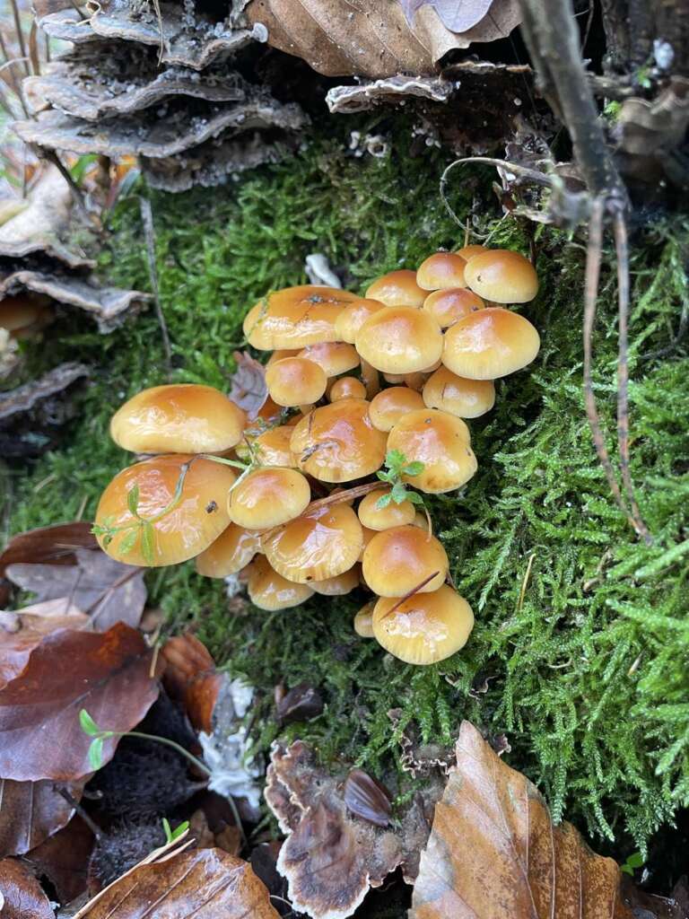 Orangegelbe, schmierige Hüte