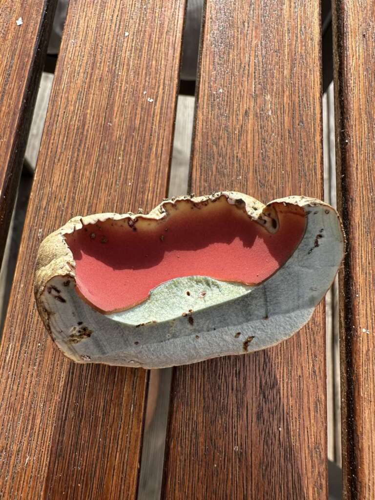Rote Poren