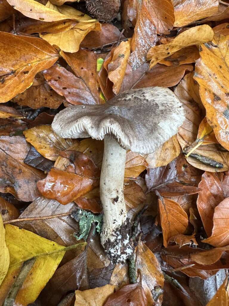 Fruchtkörper im Buchenlaub