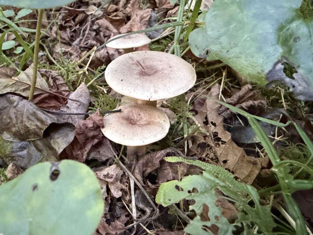 Scharfer Haselmilchling