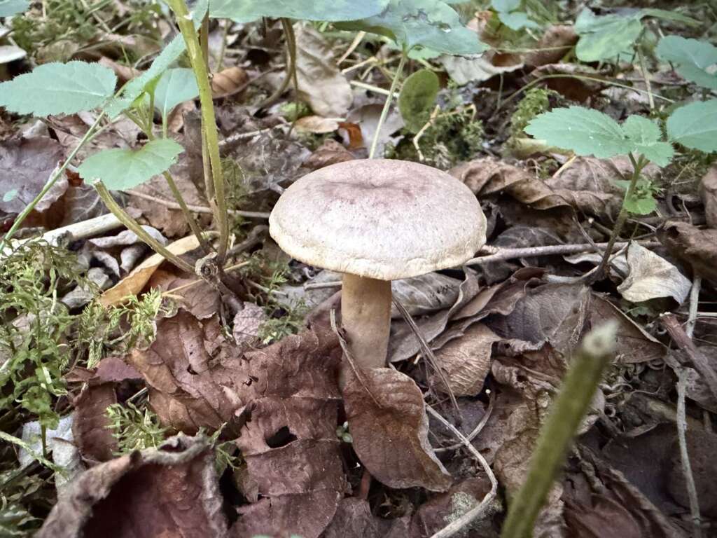 Scharfer Haselmilchling