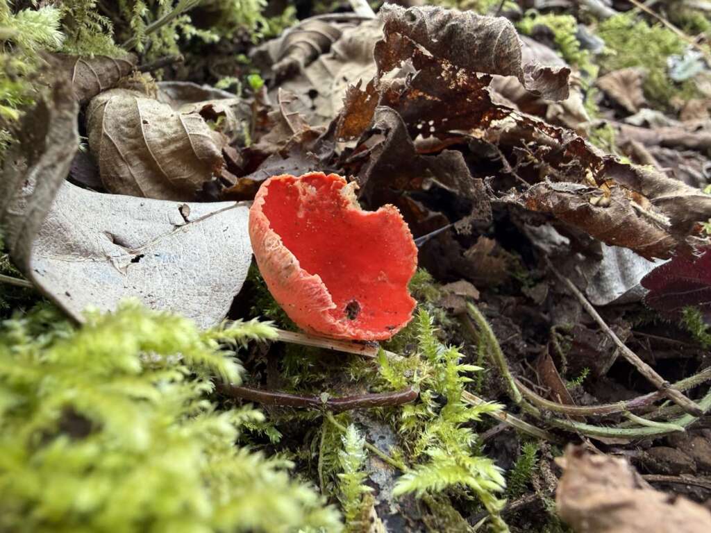 Scharlachroter Becher auf Holz