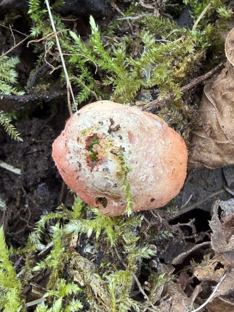 Scharlachroter Kelchbecherling